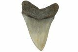 Fossil Megalodon Tooth - North Carolina #183340-1